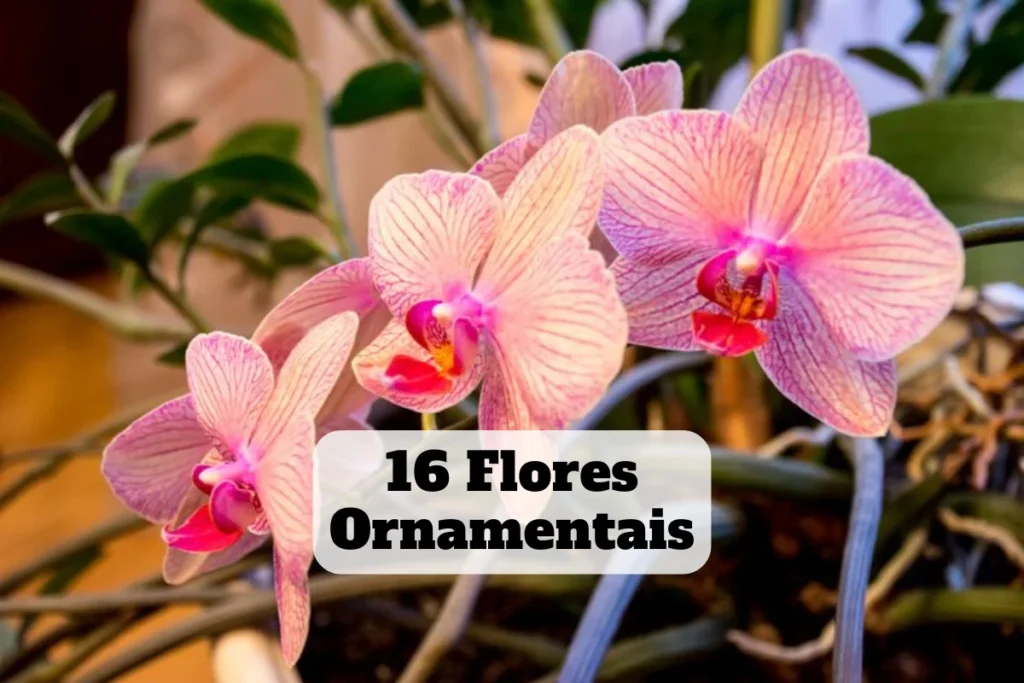 16 flores ornamentais