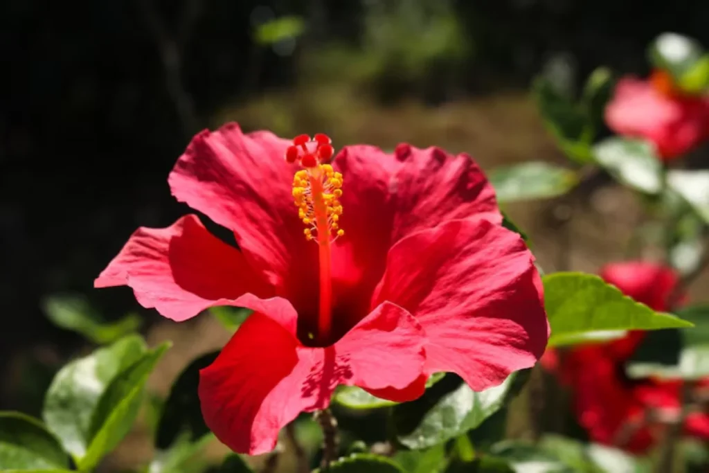 Hibisco