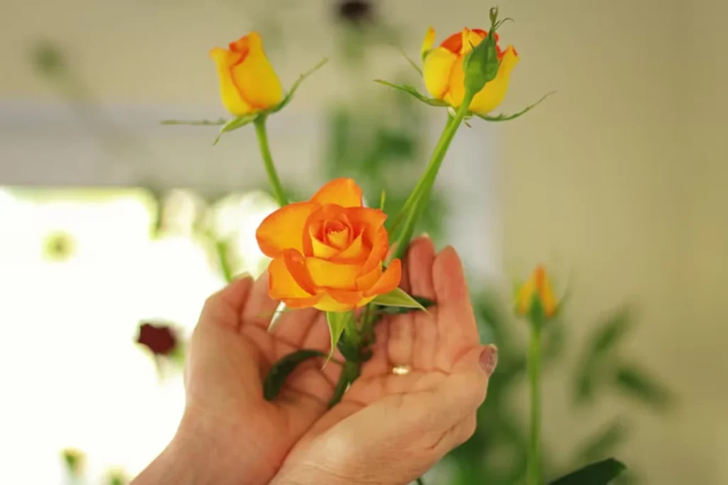 Como cuidar das flores ornamentais