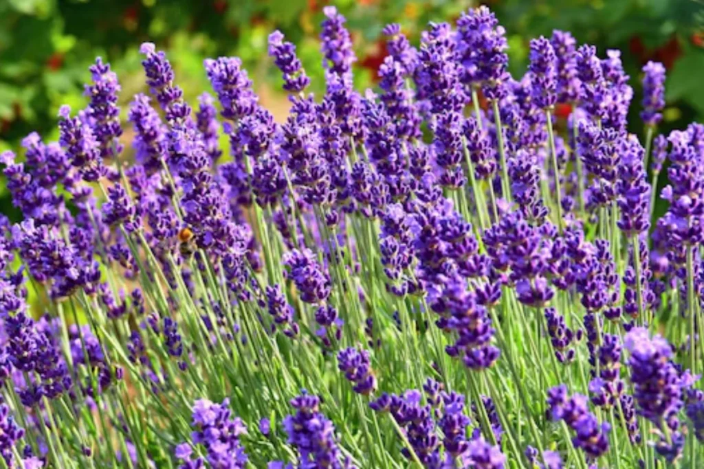 Lavanda
