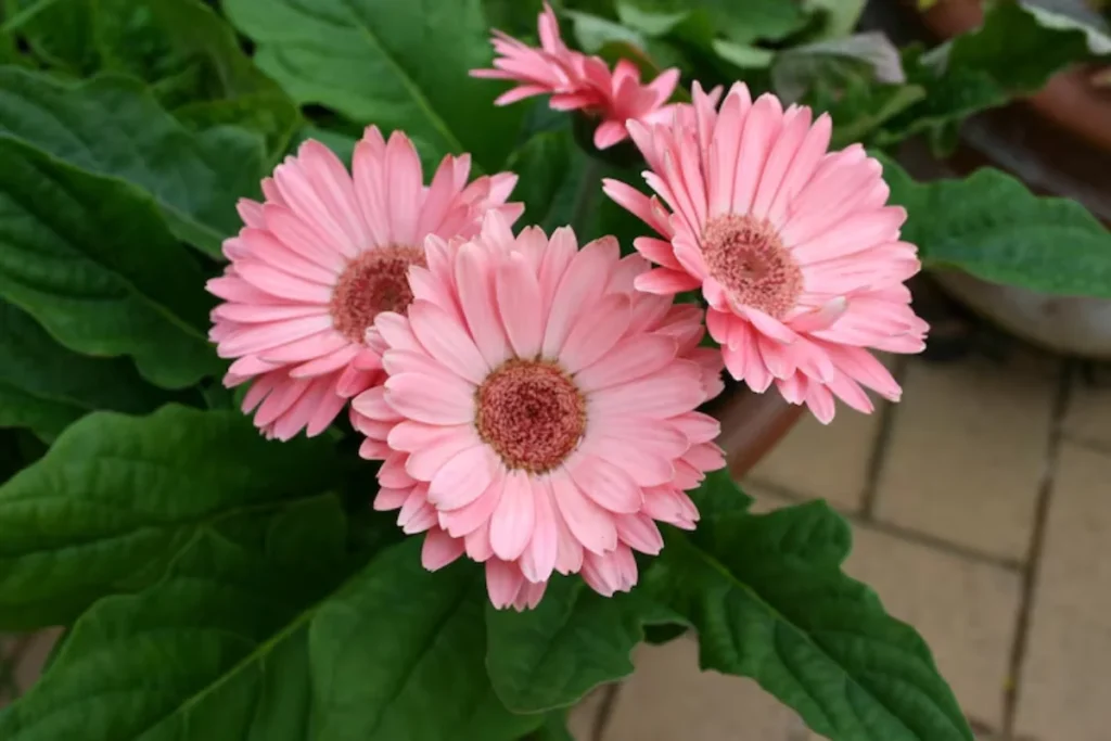 Gérberas (Gerbera jamesonii)