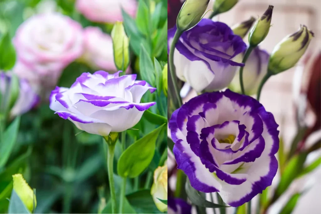 Lisianthus (Eustoma grandiflorum)