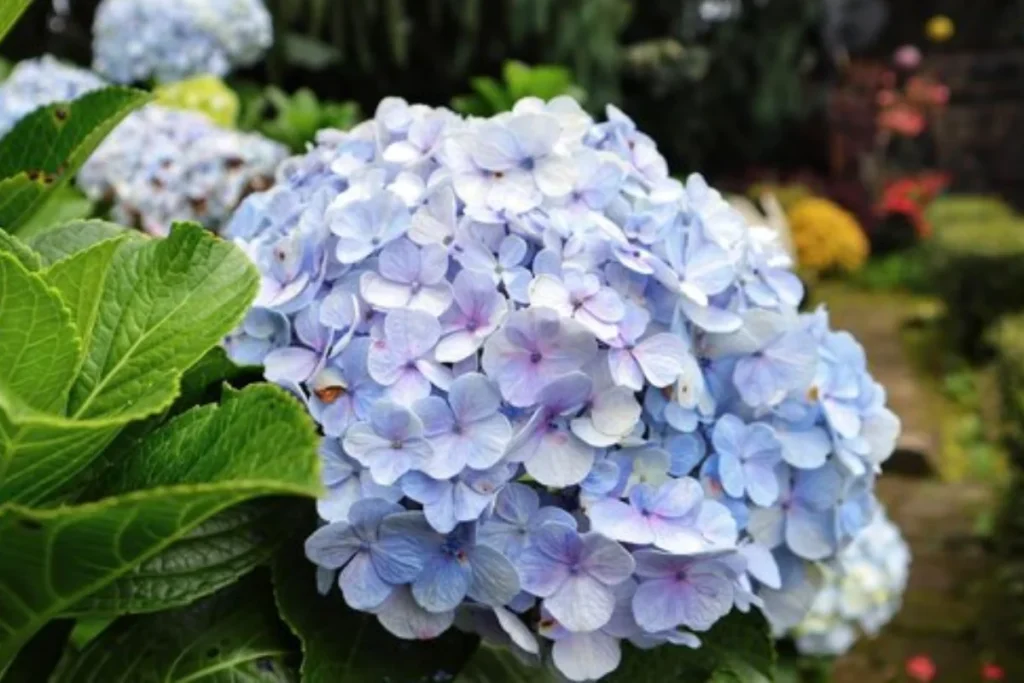Hortênsias (Hydrangea spp.)