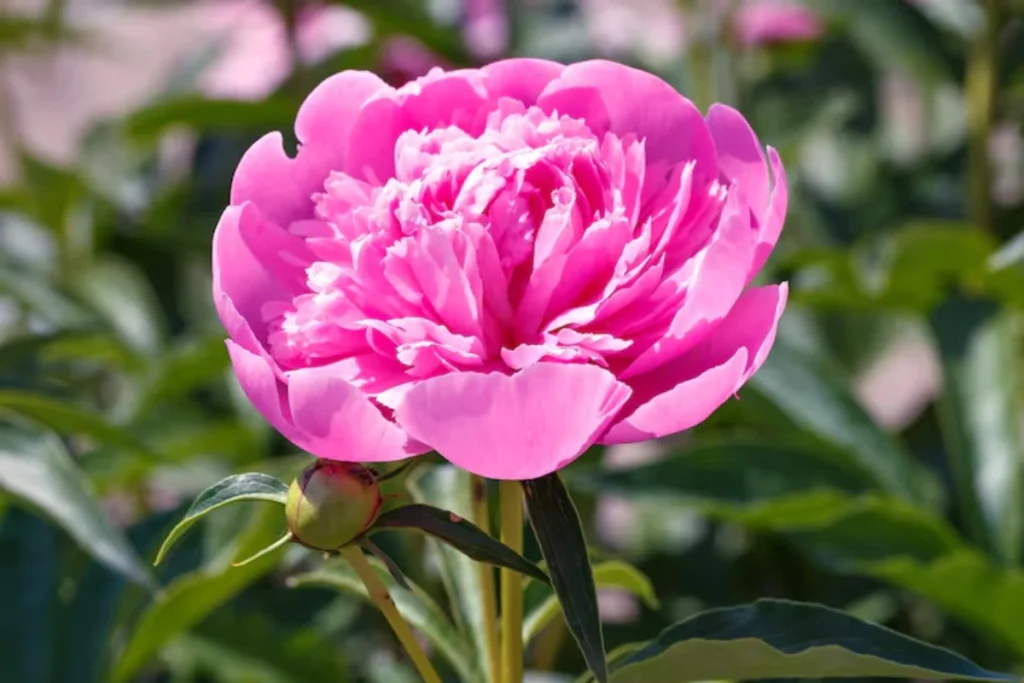 Peônias (Paeonia spp.)