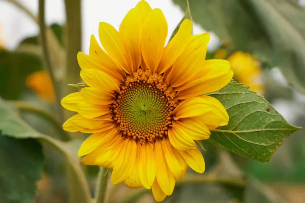 Girassóis (Helianthus annuus)