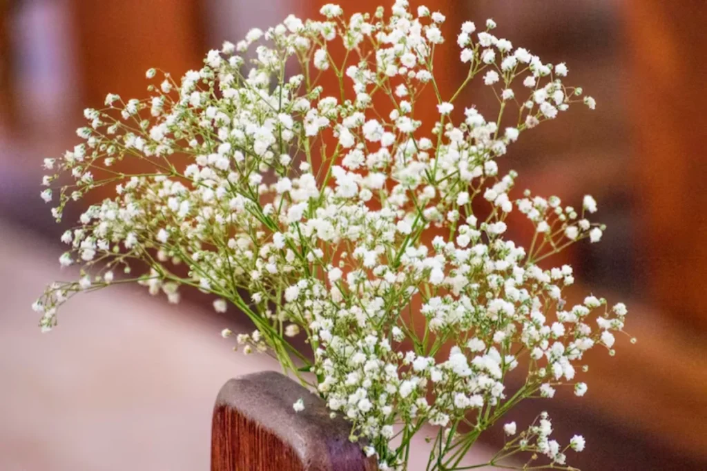 Gipsófilas (Gypsophila spp.)