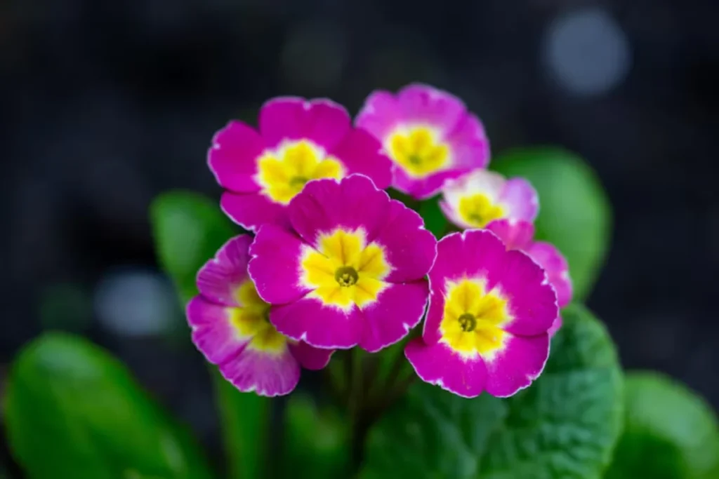 Primula
