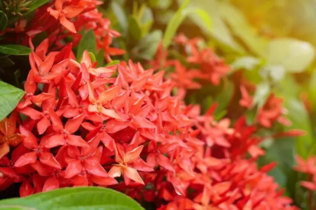 Ixora