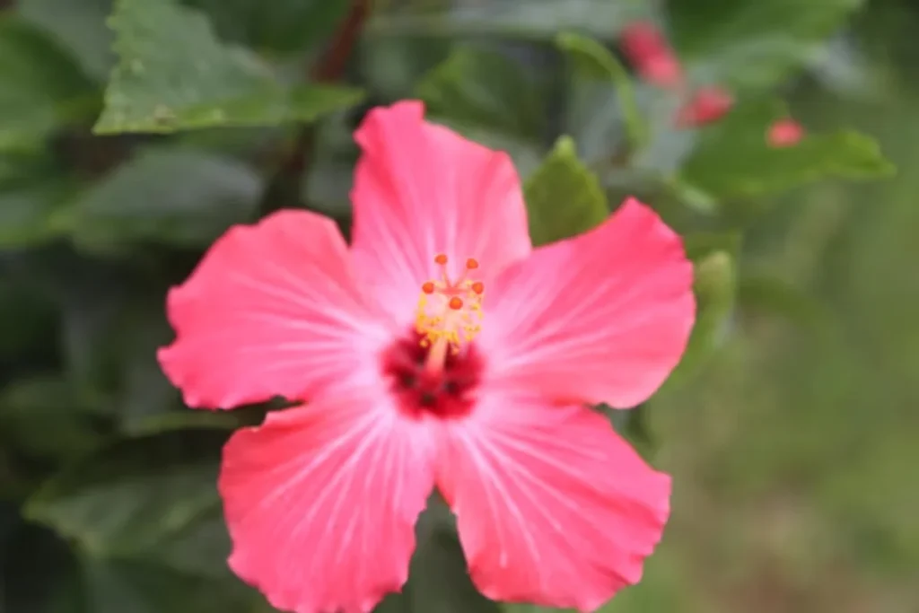 Hibisco