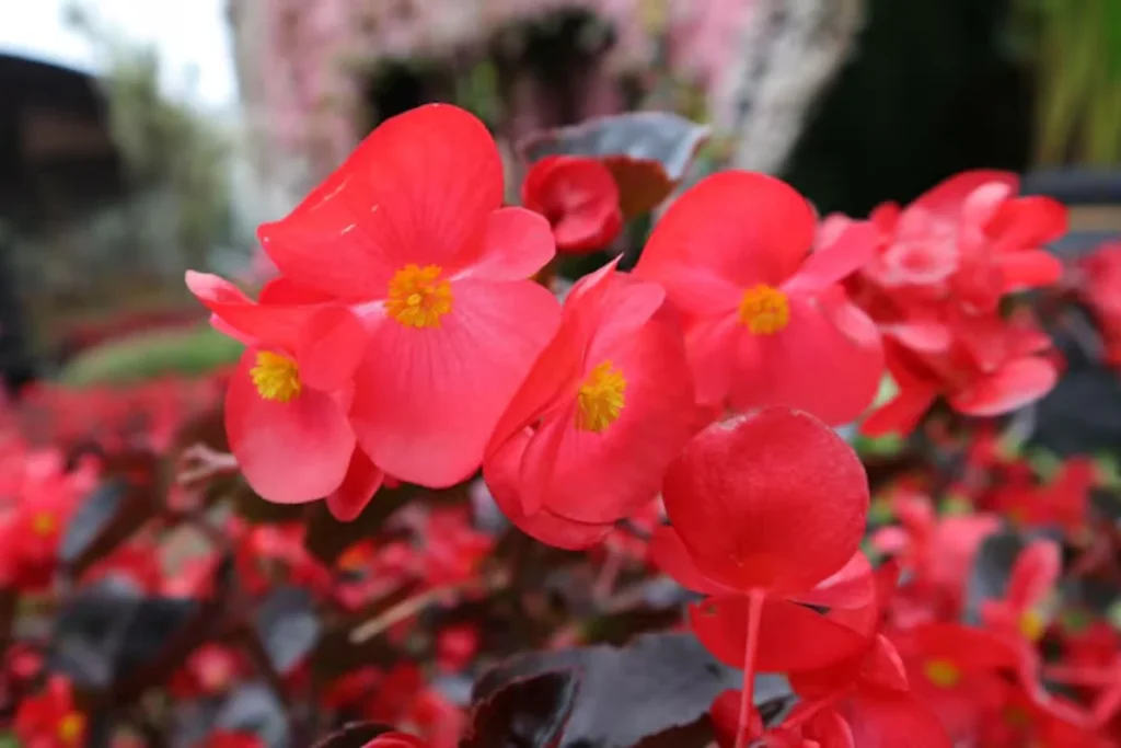 Begônia