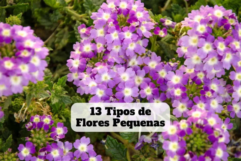 flores pequenas
