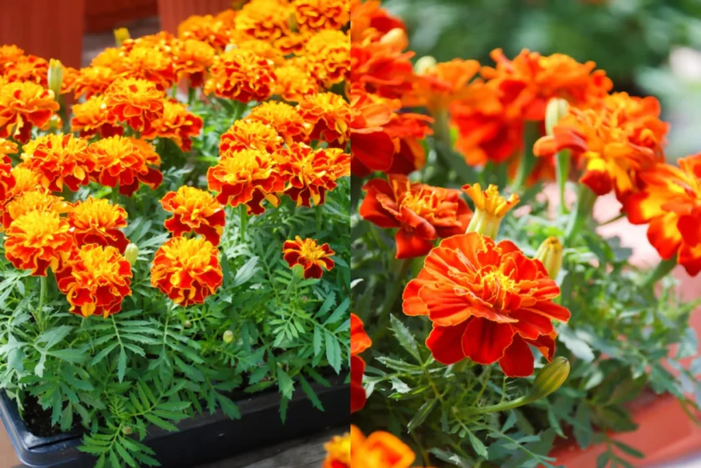 Tagetes (Tagetes patula)