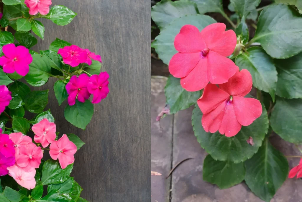 Maria-Sem-Vergonha (Impatiens walleriana)