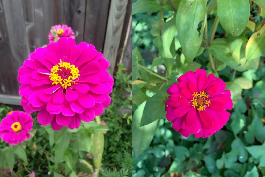 Zínia Anã (Zinnia elegans)