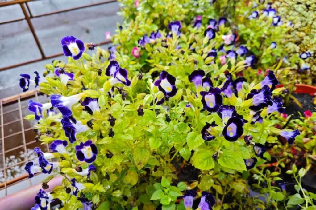 Torênia (Torenia fournieri)