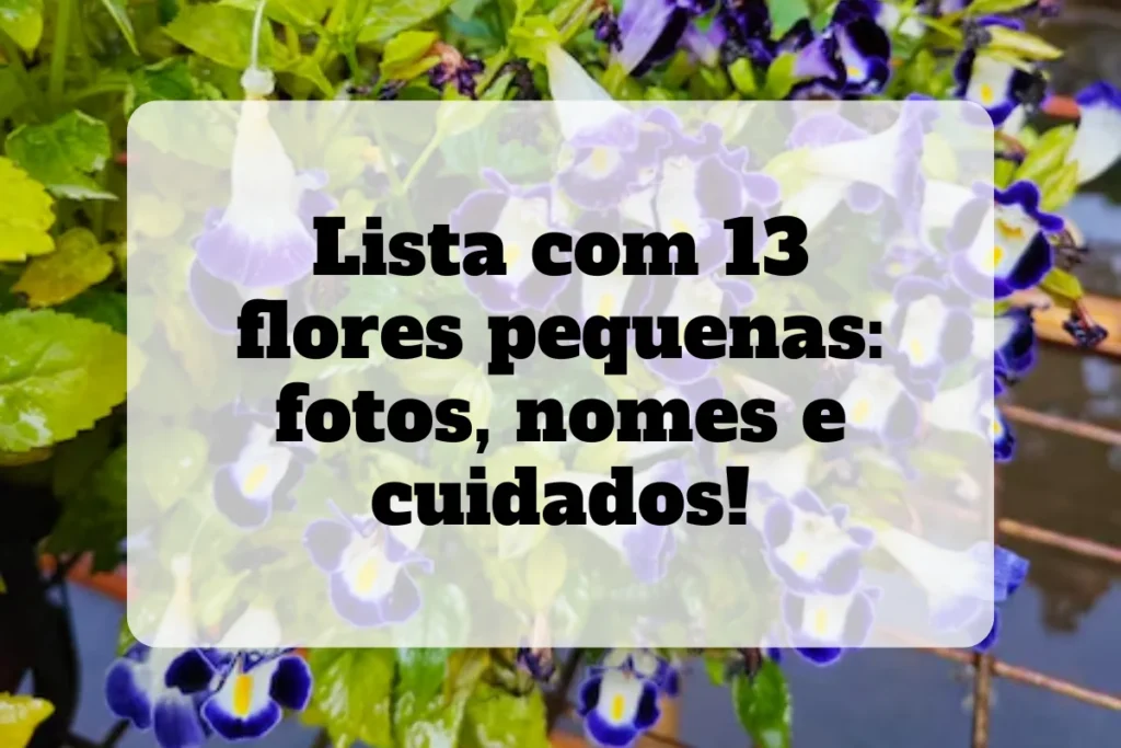Lista com 13 flores pequenas