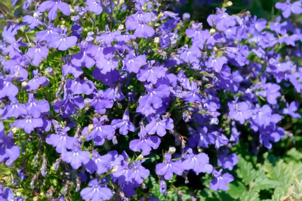 Lobélia (Lobelia erinus)