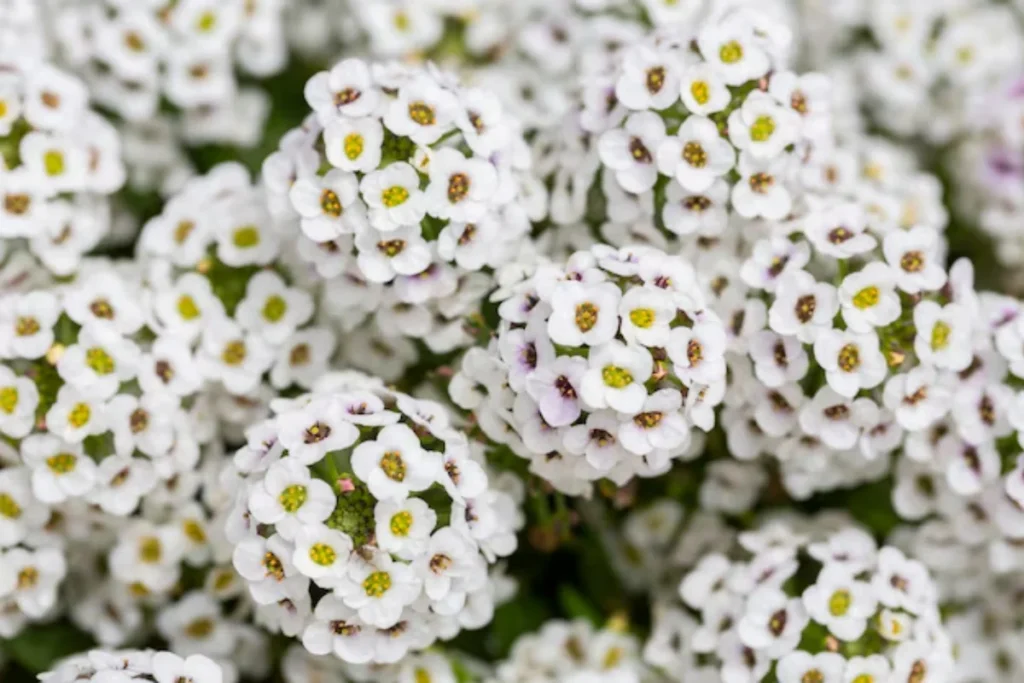Alyssum (Lobularia maritima)