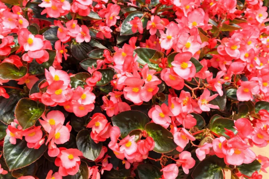 Begônia Sempre-Florida (Begonia semperflorens)