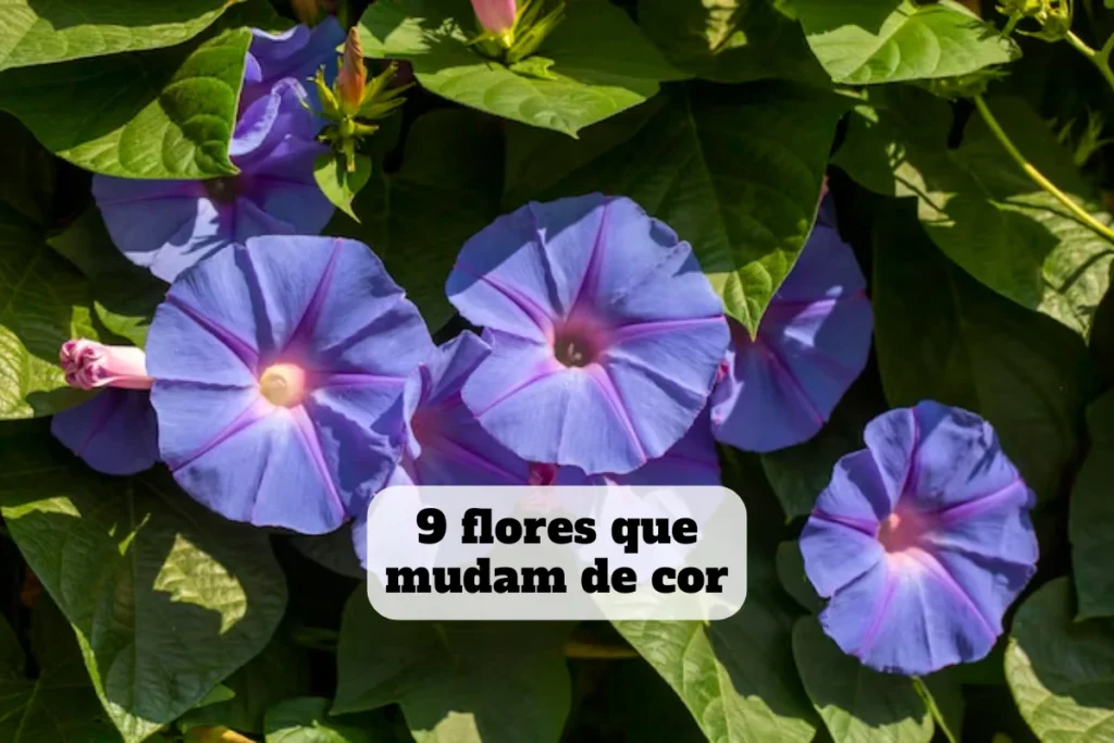 flores que mudam de cor
