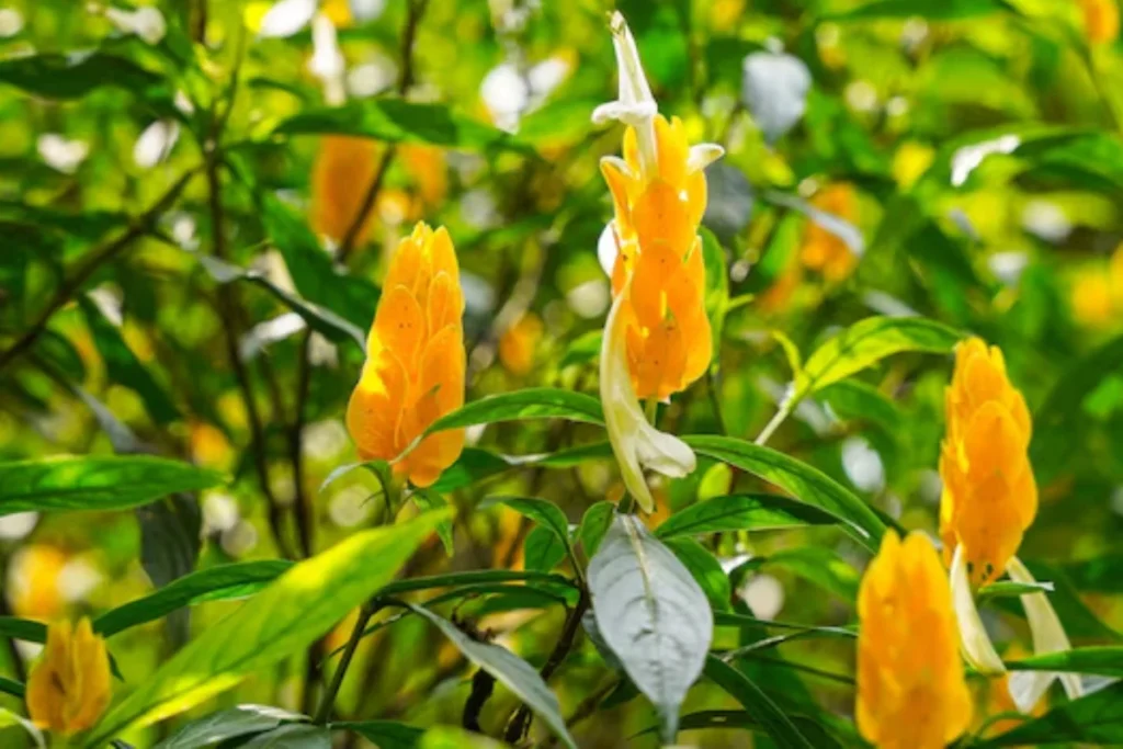 Camarão-Amarelo (Pachystachys)