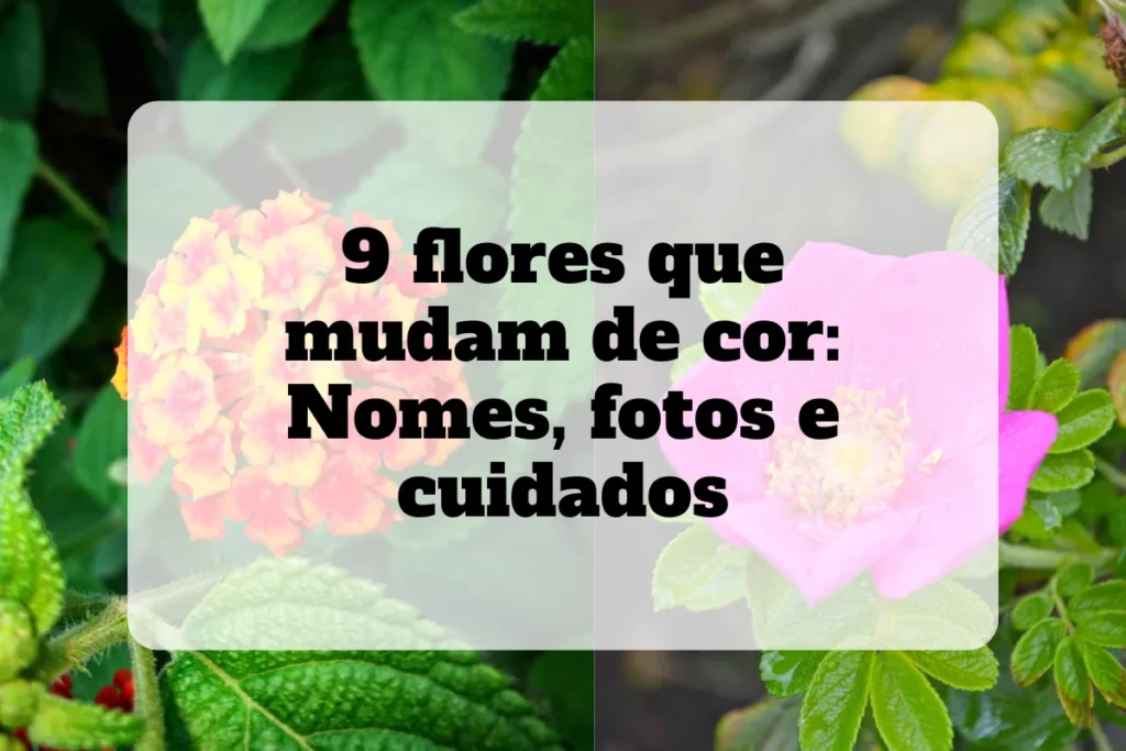 Lista de 9 flores que mudam de cor