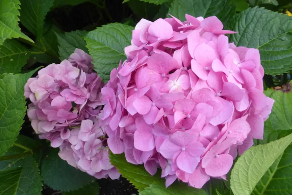 Flor Hortênsia