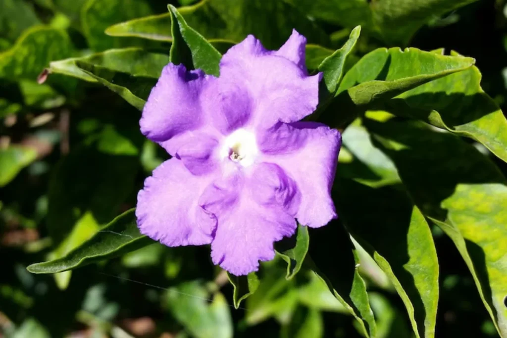 Flor Brunfelsia