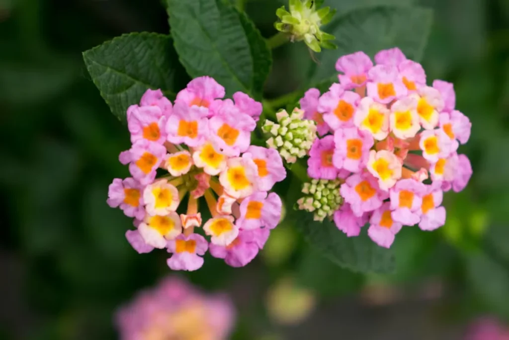 flor Lantana