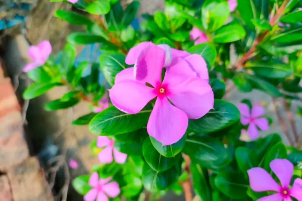 Flor Vinca
