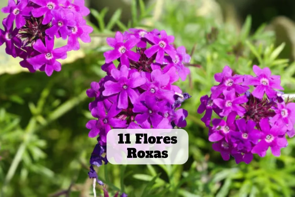 flores roxas