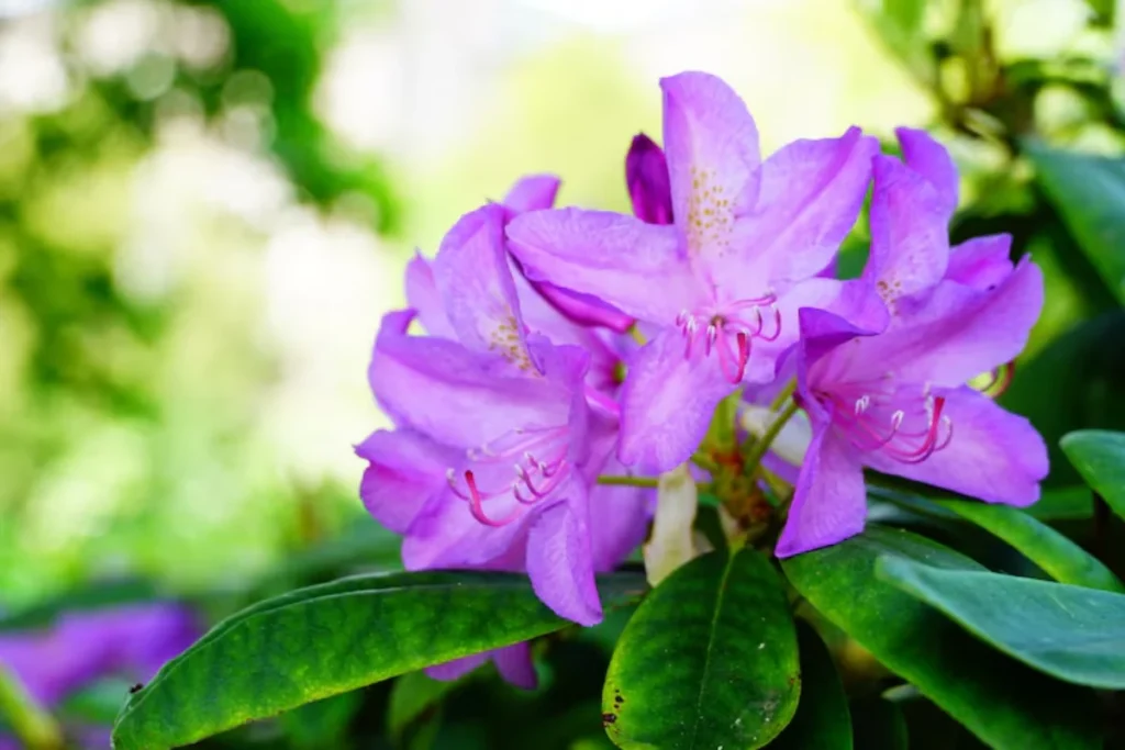 Azaleia Roxa (Rhododendron)