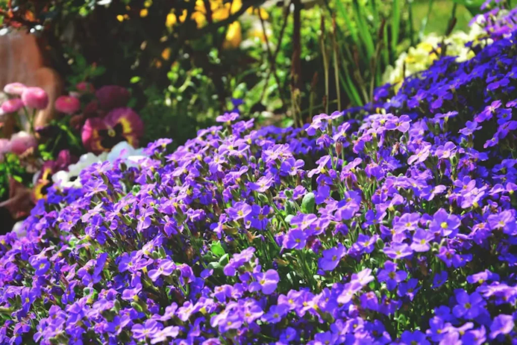 jardim com flores roxas