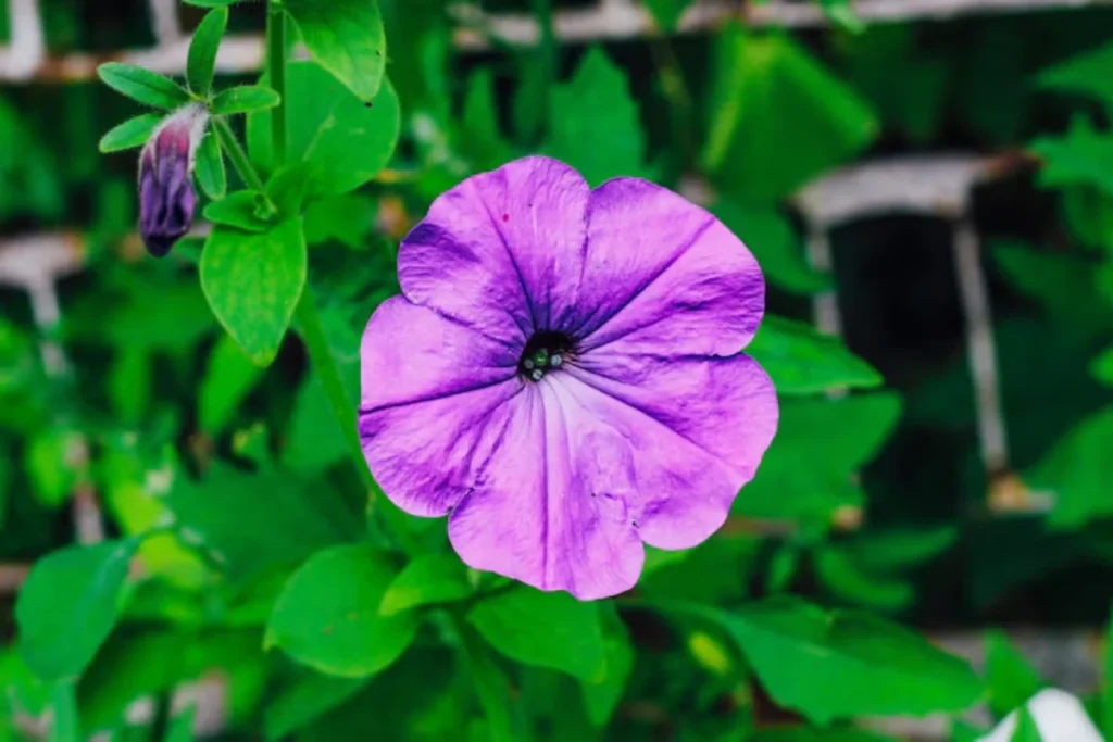 Petúnia Roxa (Petunia)