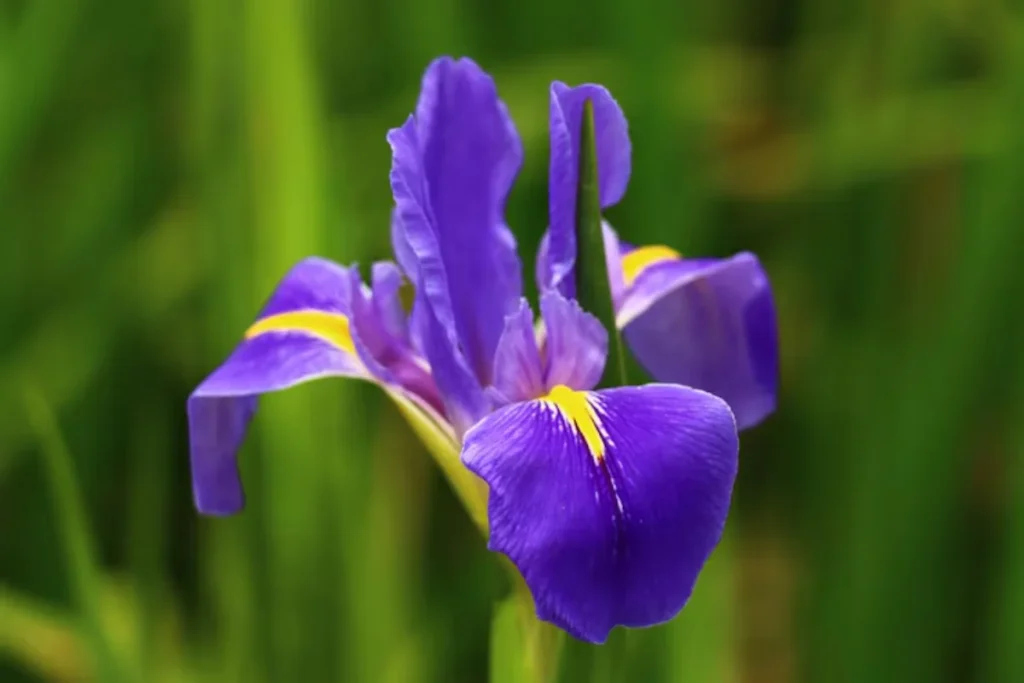 Íris Roxa (Iris germanica)