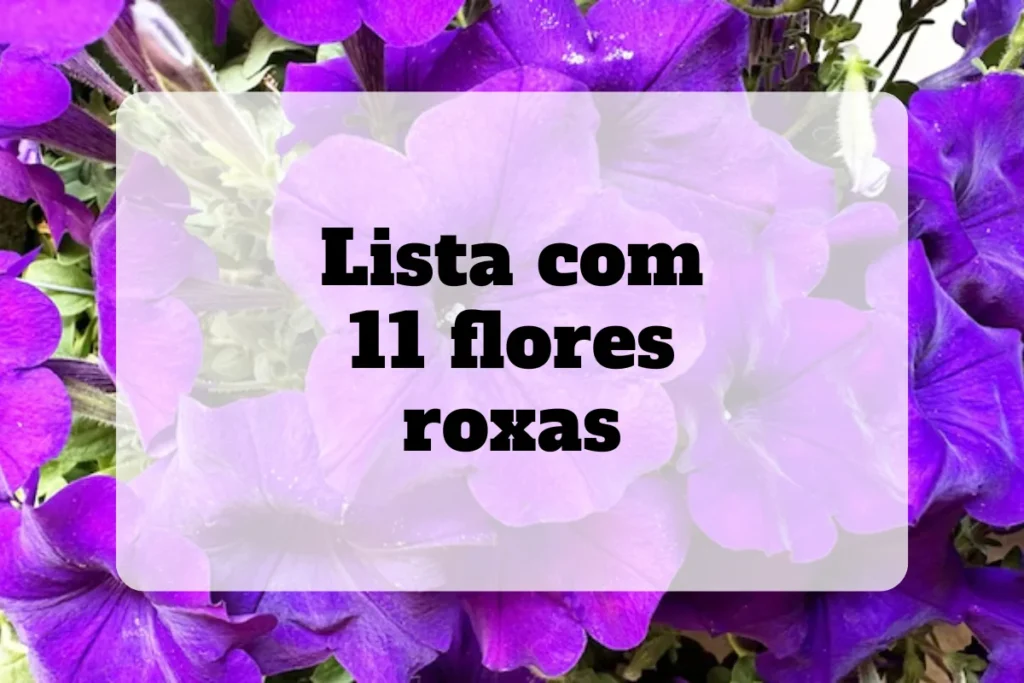 flores roxas