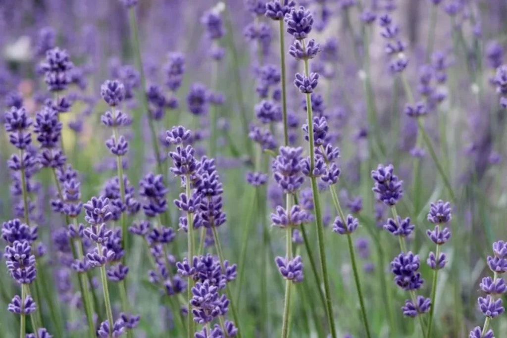 Lavanda (Lavandula)