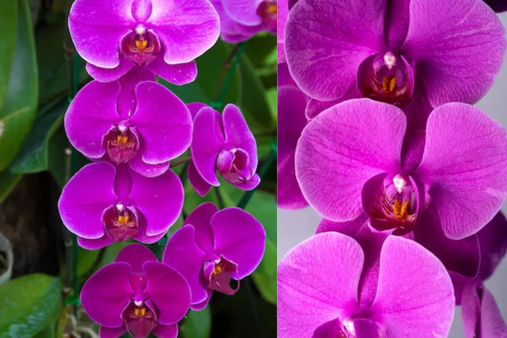 Orquídea Roxa (Phalaenopsis)