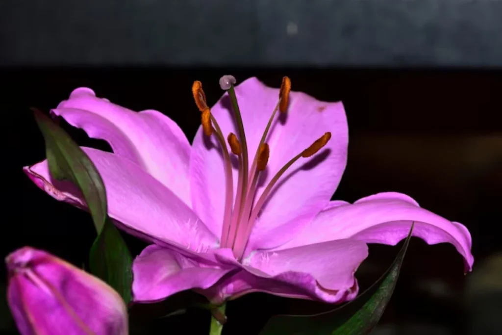 Lírio Roxo (Lilium)