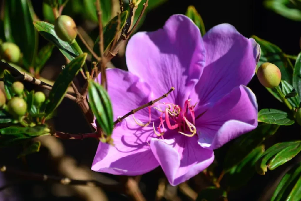 Quaresmeira (Tibouchina granulosa)