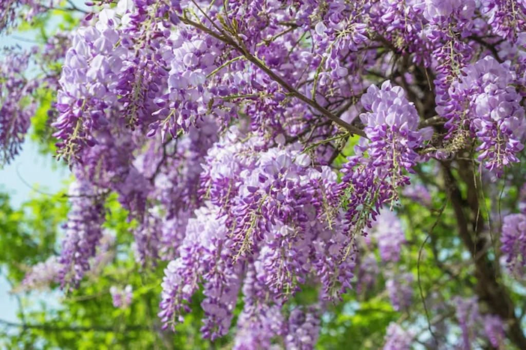 Glicínia (Wisteria)