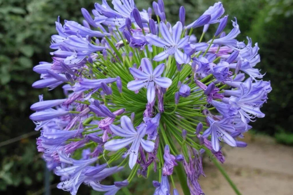 Agapanto (Agapanthus)