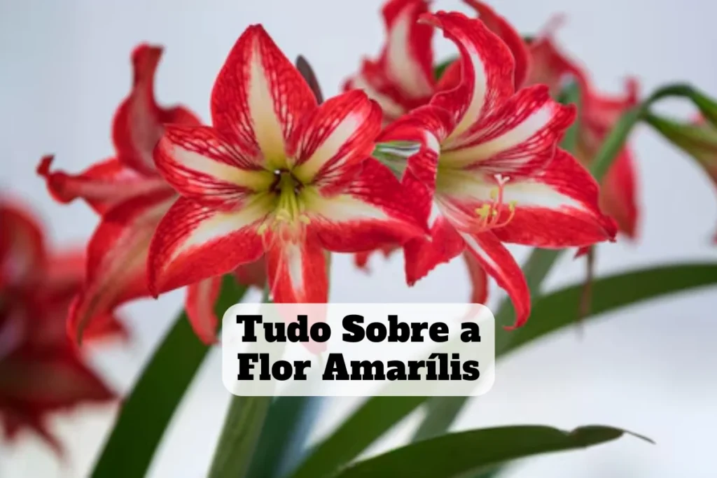 flor amarilis