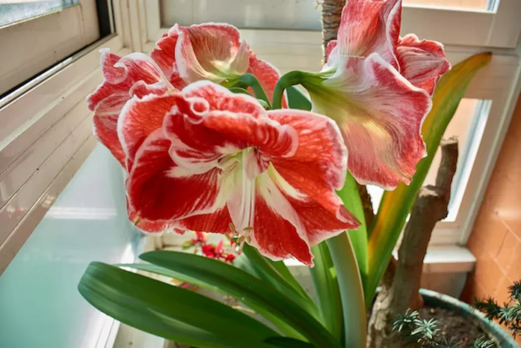 Flor amarílis: Variedades, como plantar, cuidar e significados 3 flores amarilis vermelhas