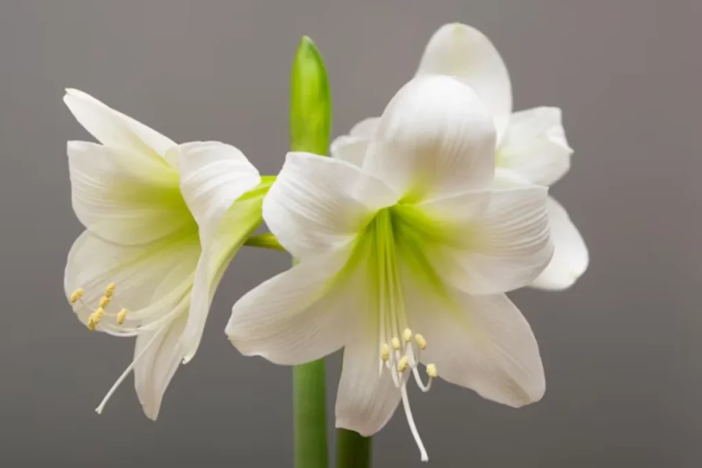 Flor amarílis: Variedades, como plantar, cuidar e significados 5 Flor Amarilis White Christmas