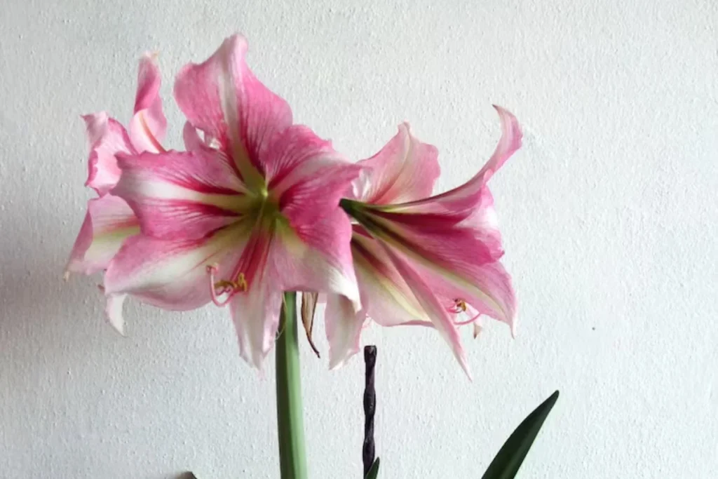 Flor amarílis: Variedades, como plantar, cuidar e significados 6 Flor Amarilis Apple Blossom