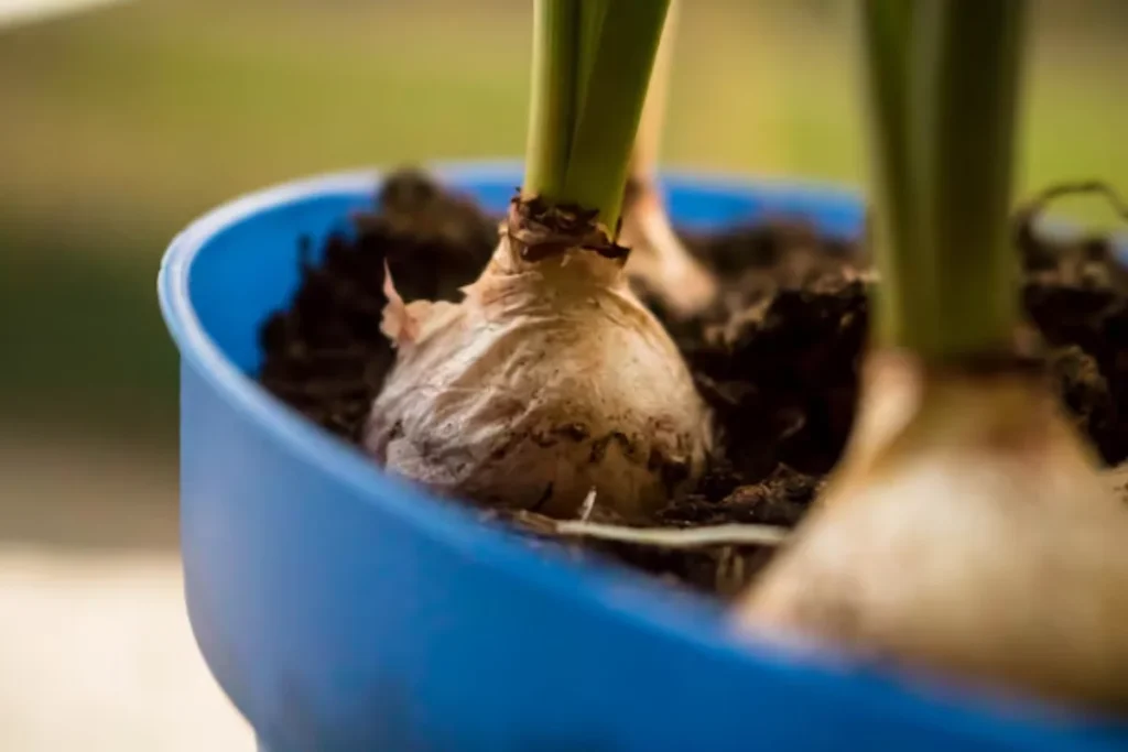 Flor amarílis: Variedades, como plantar, cuidar e significados 9 Bulbos de Amarílis