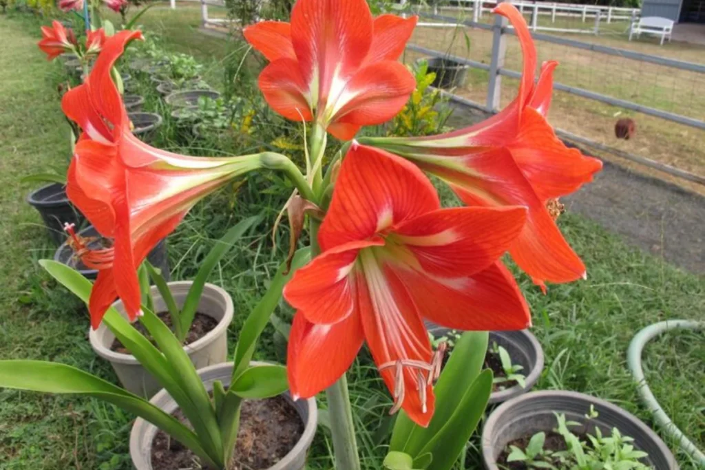 Flor amarílis: Variedades, como plantar, cuidar e significados 11 Flor Amarílis no Jardim