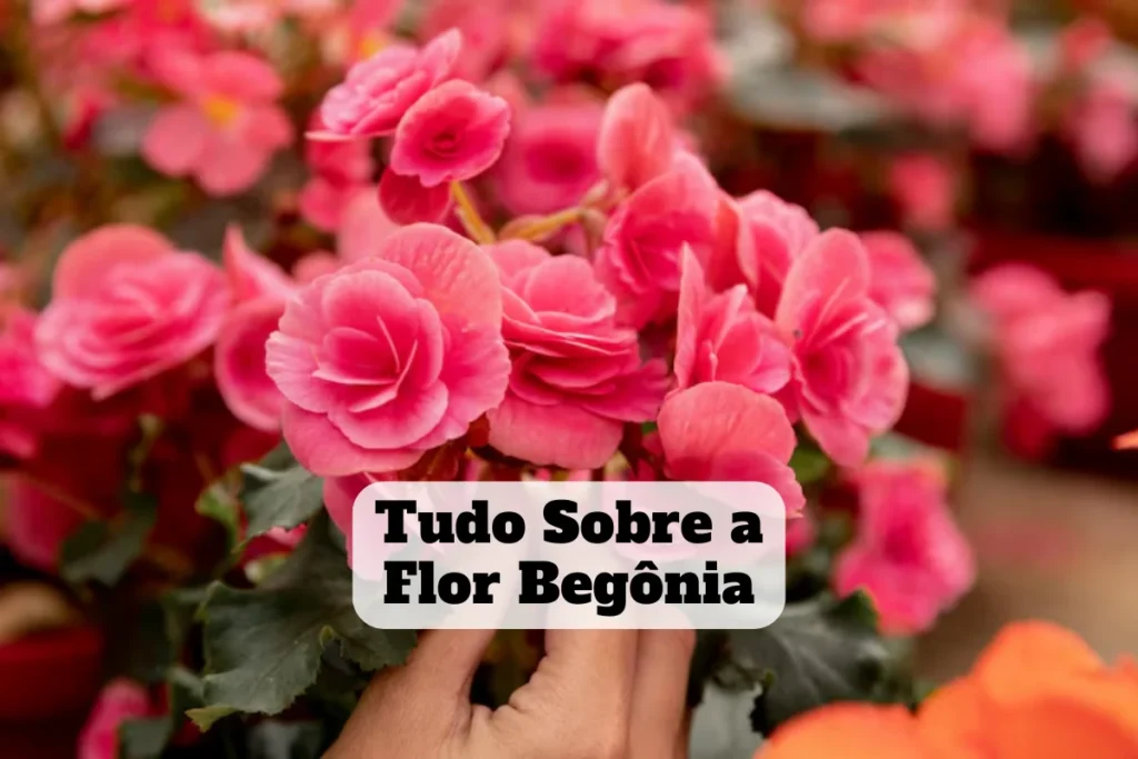 flor begonia