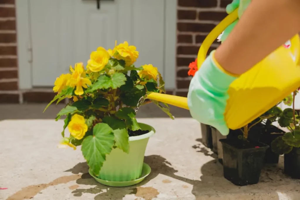 Flor begônia: Tipos, como plantar, cuidar e significados 10 Regando flores begonia amarelas